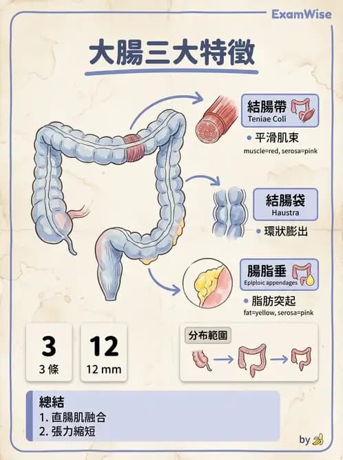 護理師 - 消化道 - AI 圖文解析預覽