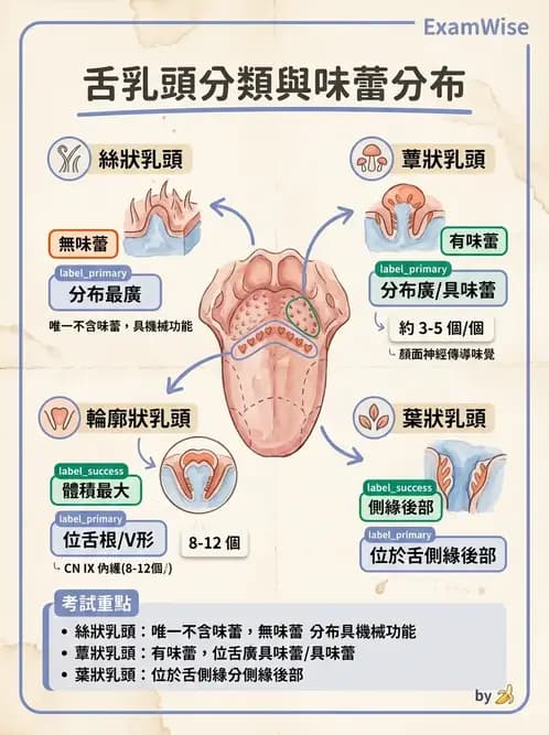 護理師 - 消化道 - AI 圖文解析預覽