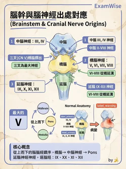 護理師 - 神經系統 - AI 圖文解析預覽