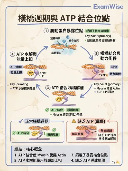 護理師 - 肌肉 - AI 圖文解析預覽