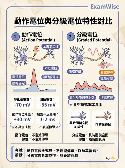 護理師 - 神經傳導、突觸與反射 - AI 圖文解析預覽