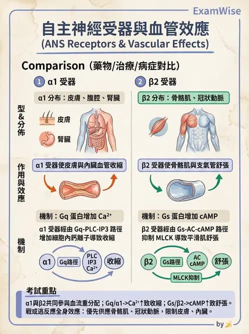 護理師 - 腦功能、自主神經與感覺 - AI 圖文解析預覽