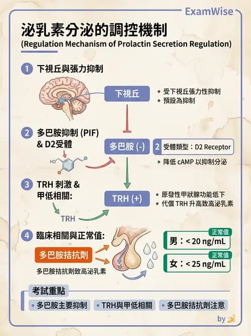 護理師 - 內分泌系統 - AI 圖文解析預覽