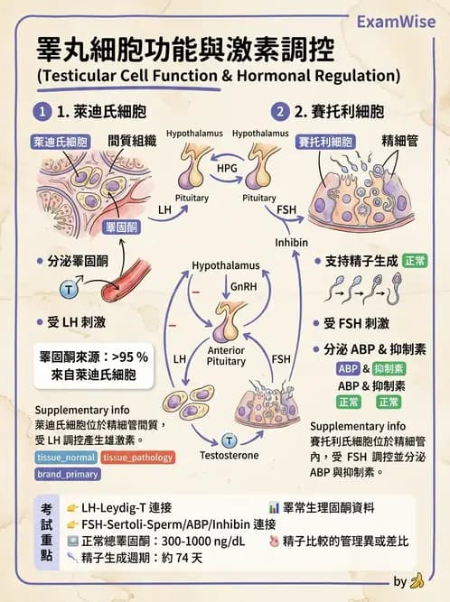 護理師 - 生殖系統 - AI 圖文解析預覽