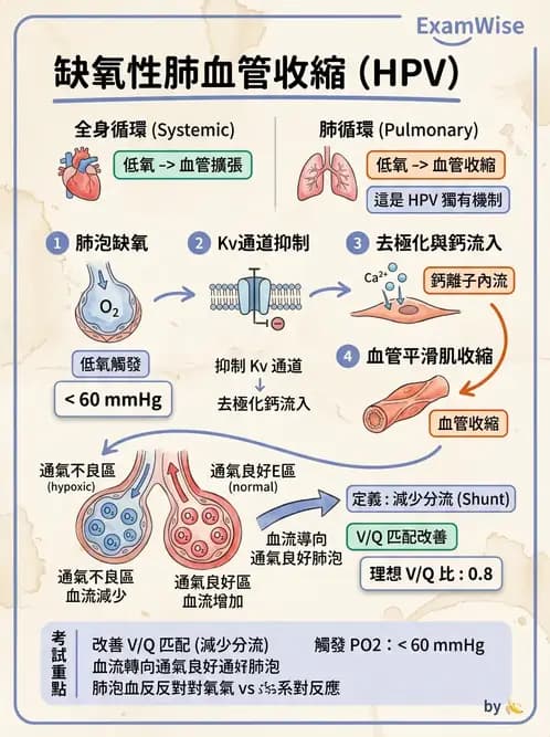 護理師 - 呼吸系統 - AI 圖文解析預覽