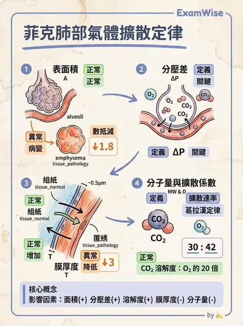 護理師 - 呼吸系統 - AI 圖文解析預覽