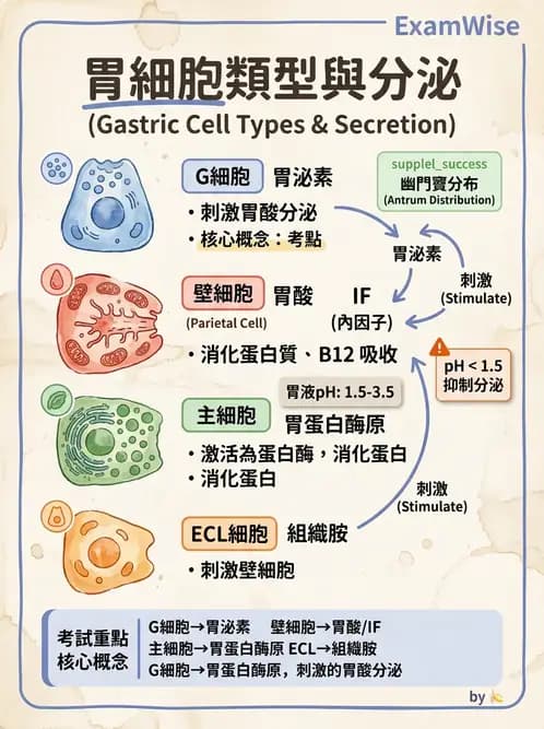 護理師 - 消化系統 - AI 圖文解析預覽