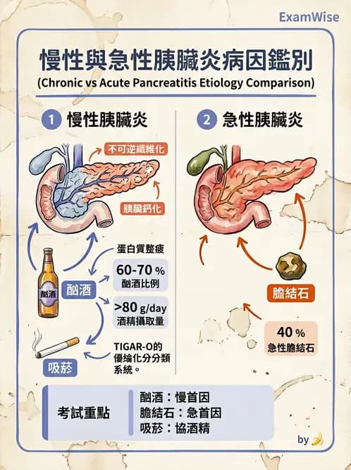 護理師 - 消化及肝膽/胰系統 - AI 圖文解析預覽