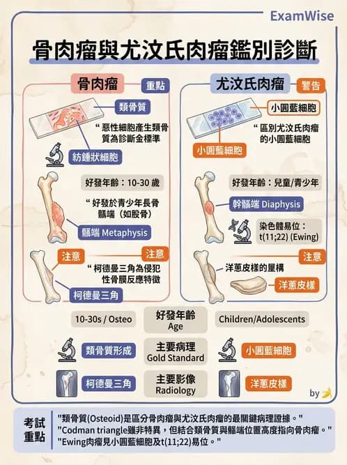 護理師 - 骨骼肌肉系統 - AI 圖文解析預覽