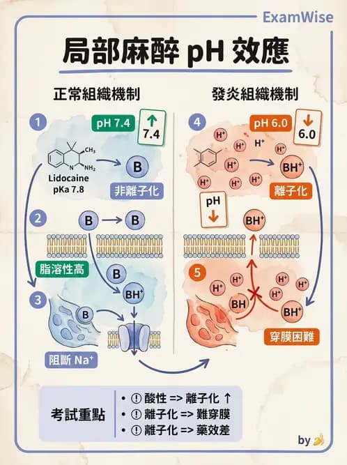 護理師 - 鎮痛、麻醉與神經科藥物 - AI 圖文解析預覽