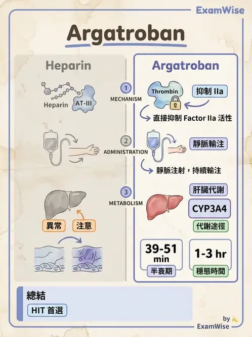 護理師 - 心臟藥物與抗血栓劑 - AI 圖文解析預覽