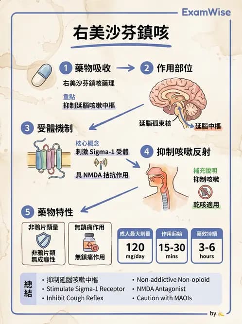 護理師 - 呼吸道及胃腸道作用藥物 - AI 圖文解析預覽