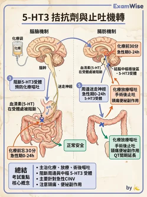 護理師 - 呼吸道及胃腸道作用藥物 - AI 圖文解析預覽
