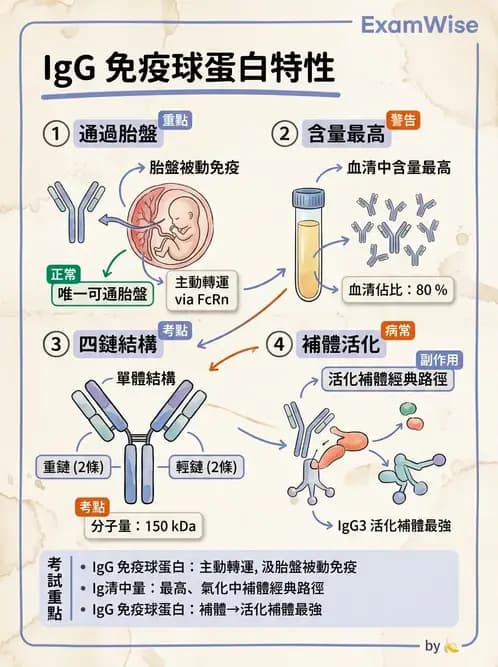 護理師 - 免疫系統組成、抗原-抗體、補體、先天性免疫 - AI 圖文解析預覽