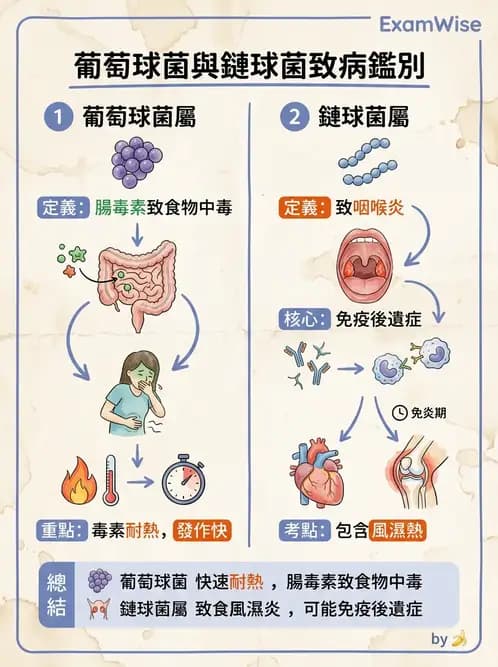 護理師 - 革蘭氏陽性細菌 - AI 圖文解析預覽
