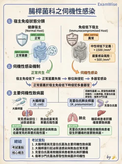 護理師 - 革蘭氏陰性細菌 - AI 圖文解析預覽