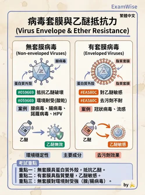 護理師 - DNA 病毒與肝炎病毒 - AI 圖文解析預覽