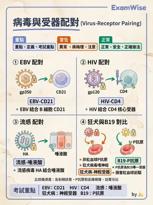 護理師 - 病毒學概念、prion - AI 圖文解析預覽