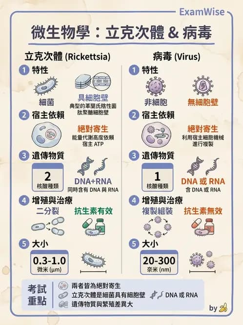 護理師 - 其他細菌 - AI 圖文解析預覽