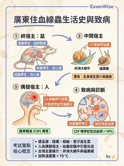 護理師 - 寄生蟲概論 - AI 圖文解析預覽