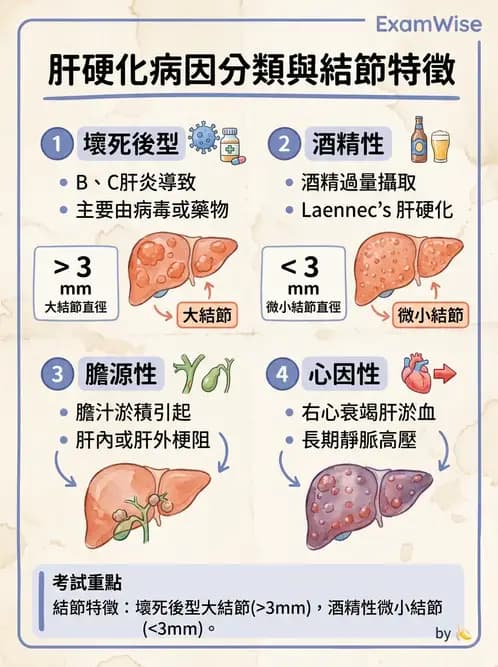 護理師 - 肝膽胰疾病 - AI 圖文解析預覽