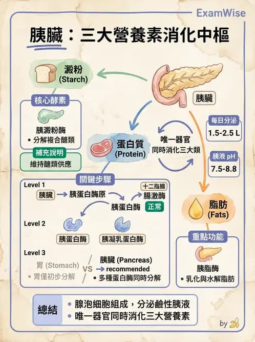 護理師 - 肝膽胰疾病 - AI 圖文解析預覽