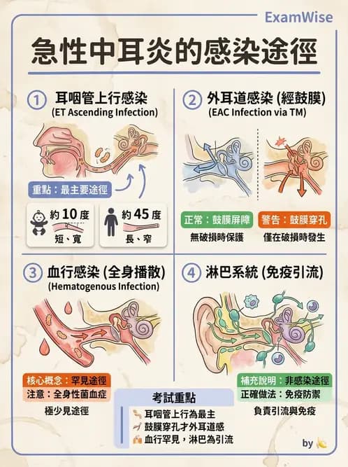 護理師 - 耳鼻喉疾病 - AI 圖文解析預覽