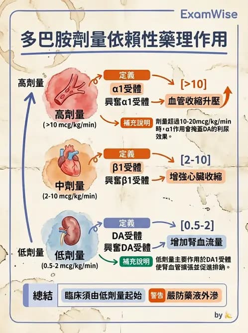 護理師 - 心臟衰竭與心律不整 - AI 圖文解析預覽