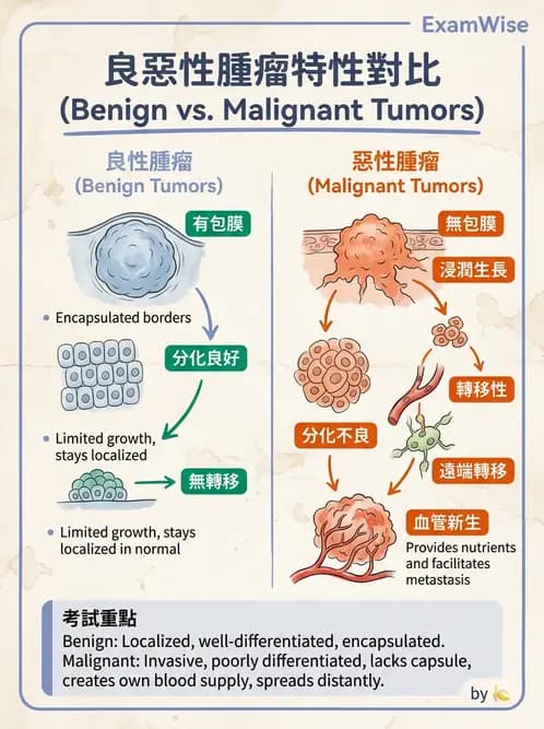 護理師 - 腫瘤概論與診斷 - AI 圖文解析預覽