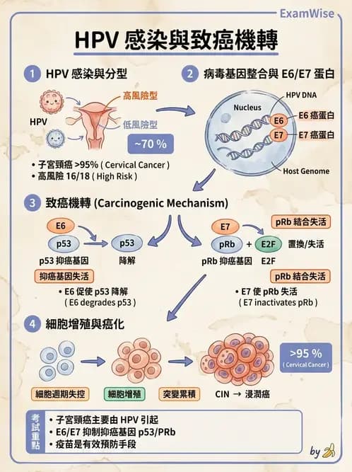 護理師 - 其他常見癌症護理 - AI 圖文解析預覽