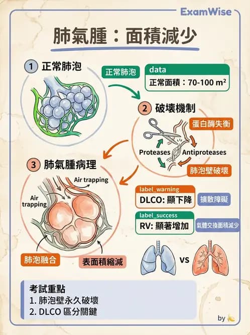 護理師 - COPD與氣喘 - AI 圖文解析預覽