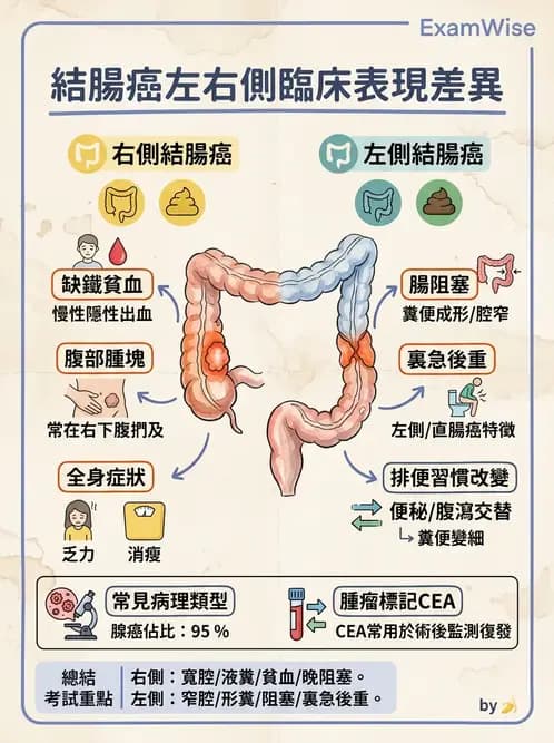 護理師 - 消化系統癌症護理 - AI 圖文解析預覽