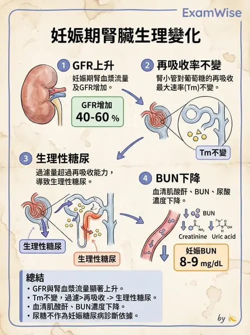 護理師 - 孕期生理變化與不適護理 - AI 圖文解析預覽