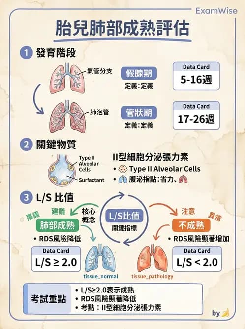 護理師 - 胎兒發育與監測評估 - AI 圖文解析預覽
