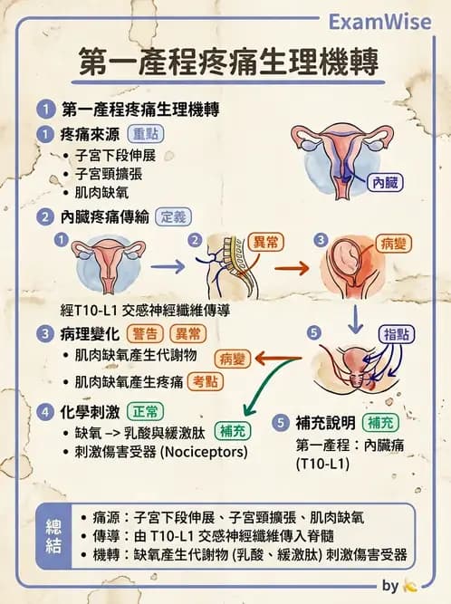 護理師 - 生產疼痛與麻醉技術 - AI 圖文解析預覽