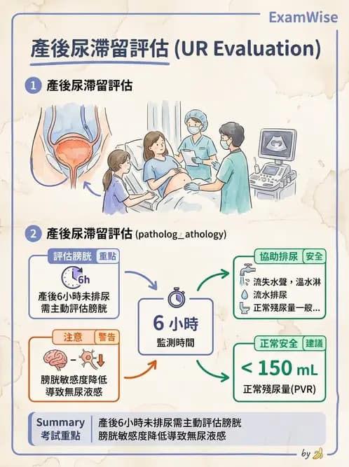 護理師 - 產後生理恢復與護理 - AI 圖文解析預覽