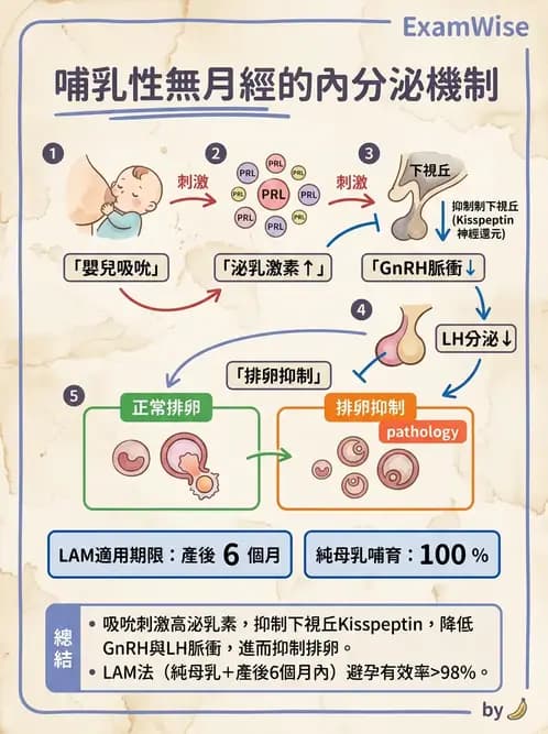 護理師 - 母乳哺餵 - AI 圖文解析預覽
