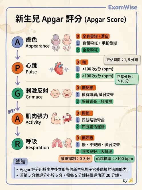 護理師 - 新生兒評估與生理特徵 - AI 圖文解析預覽