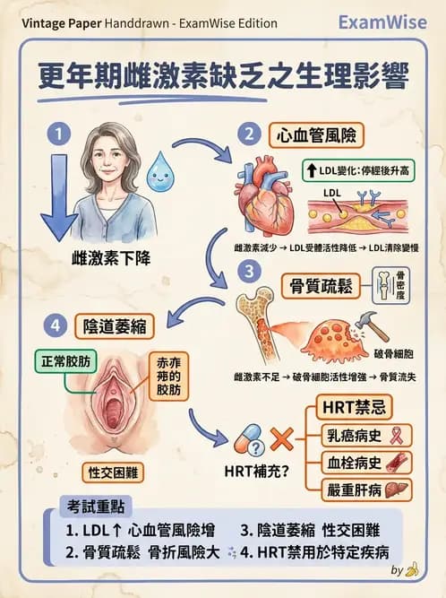 護理師 - 不孕症月經與更年期 - AI 圖文解析預覽