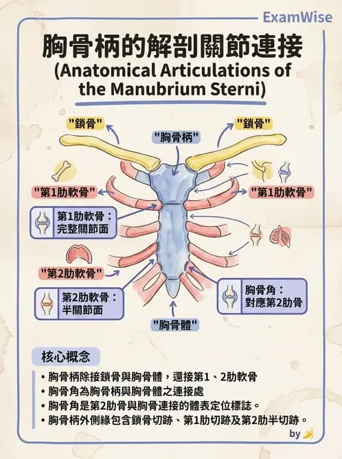 物治 - 骨骼與關節解剖 - AI 圖文解析預覽