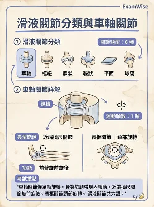 物治 - 骨骼與關節解剖 - AI 圖文解析預覽