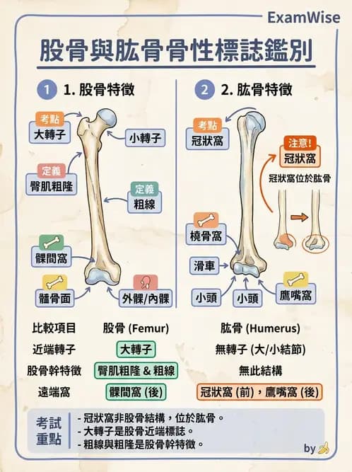 物治 - 骨骼與關節解剖 - AI 圖文解析預覽