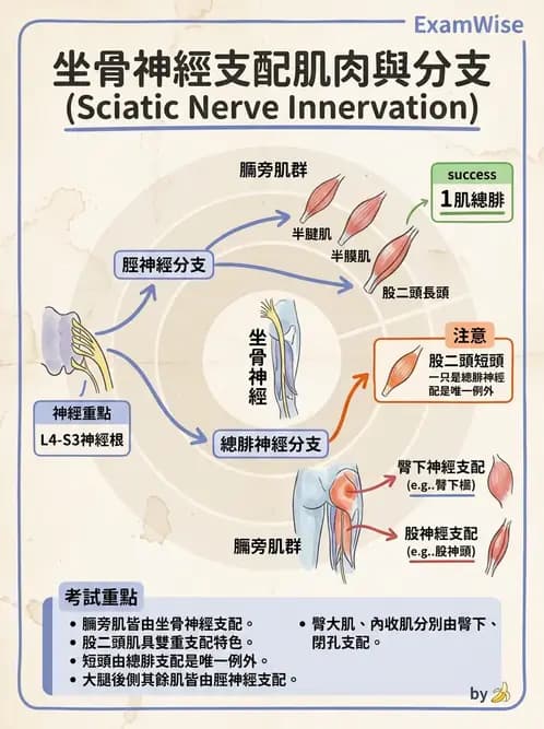物治 - 周邊與自主神經解剖 - AI 圖文解析預覽