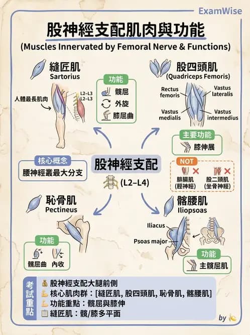 物治 - 腦神經與脊神經解剖 - AI 圖文解析預覽