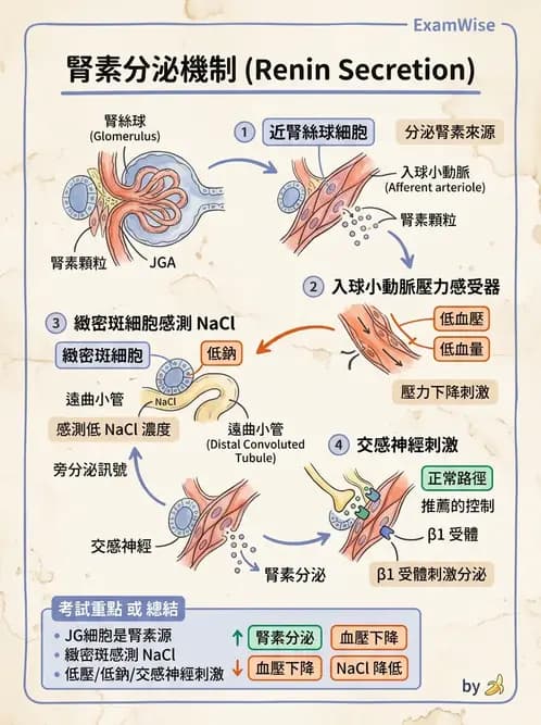 物治 - 消化泌尿生殖系統解剖 - AI 圖文解析預覽