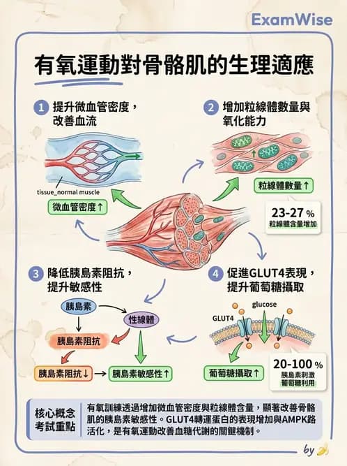 物治 - 能量代謝與運動適應 - AI 圖文解析預覽