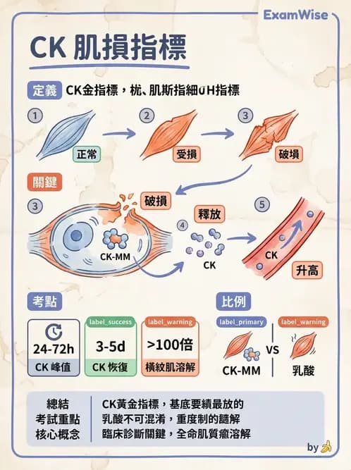 物治 - 肌肉收縮與纖維特性 - AI 圖文解析預覽