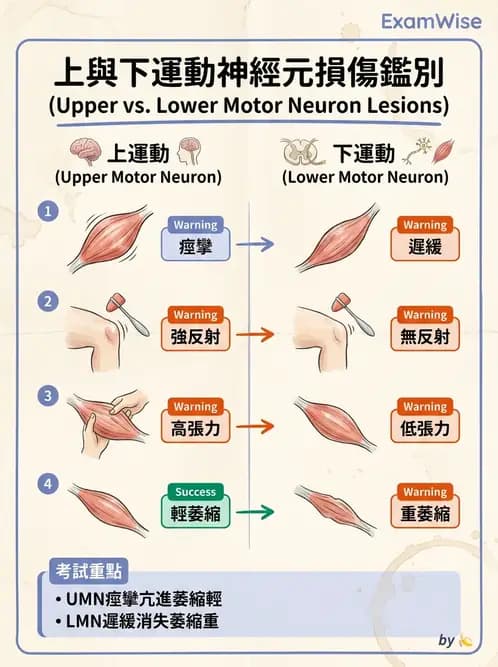 物治 - 神經系統生理 - AI 圖文解析預覽