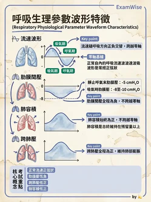 物治 - 呼吸生理 - AI 圖文解析預覽