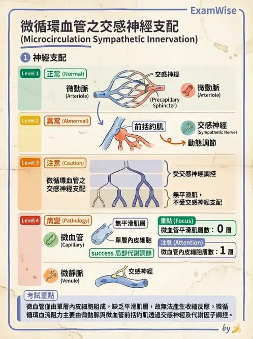物治 - 心臟血管生理 - AI 圖文解析預覽